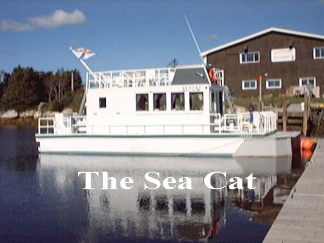 Sea Cat0012.jpg (34469 bytes)